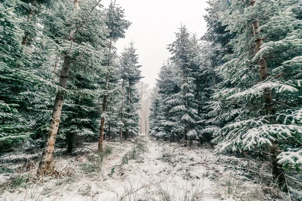 Forest with pine trees in the winter