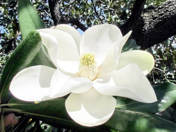 Washington magnolia flower isolated 2013