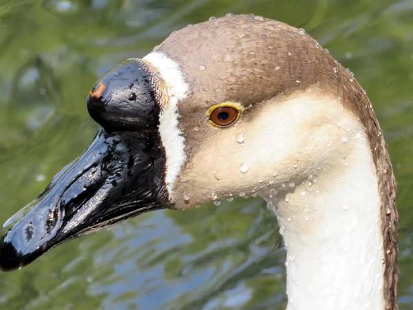 Toronto Lake the portrait of Chinese Swan Goose 2016