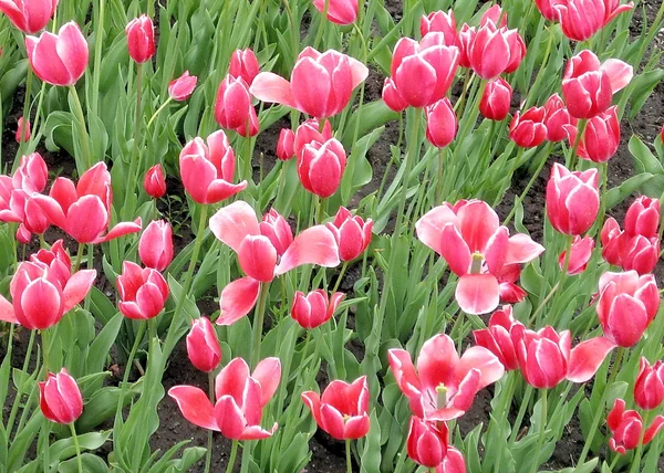 Kingston Pink tulips 2008