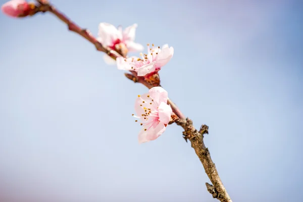 Peach blossom in spring in Germany