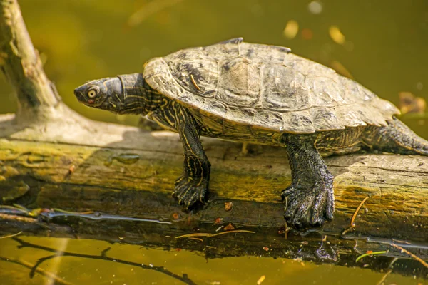 Coastal Cooter during a sun bath at a German lake