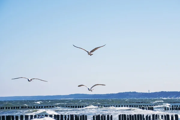 Baltic Sea with groins and sea gulls