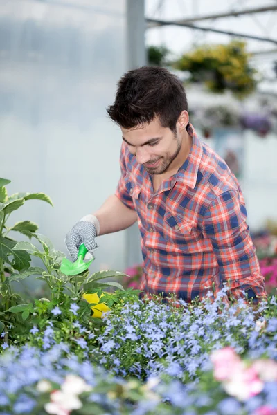 Young florist man working with flowers at a greenhouse