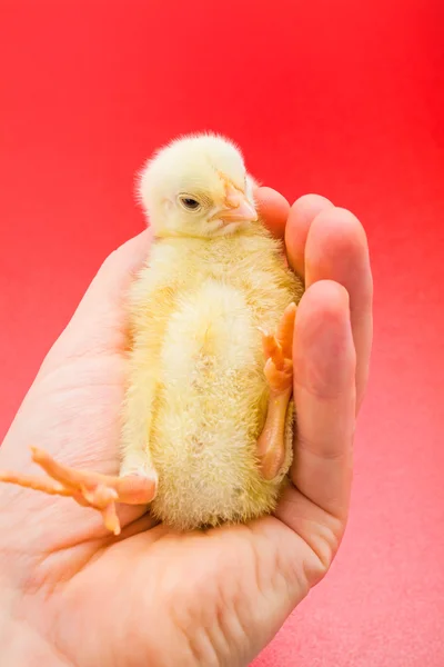 Little newborn chicken laying in man\'s palm