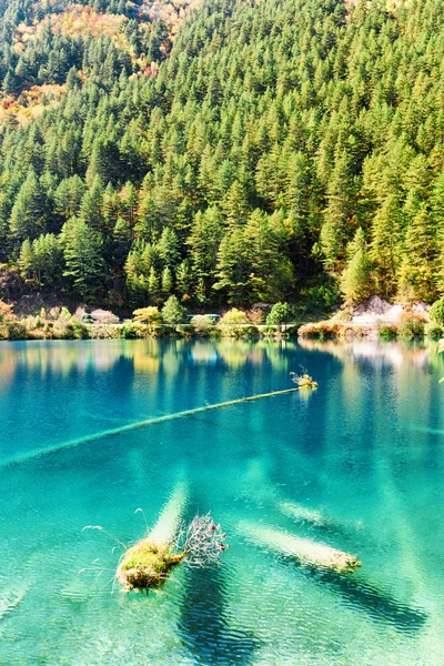 Fantastic azure water of lake with submerged tree trunks
