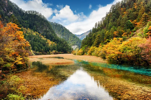 Crystal clear water of river among fall woods in mountain gorge