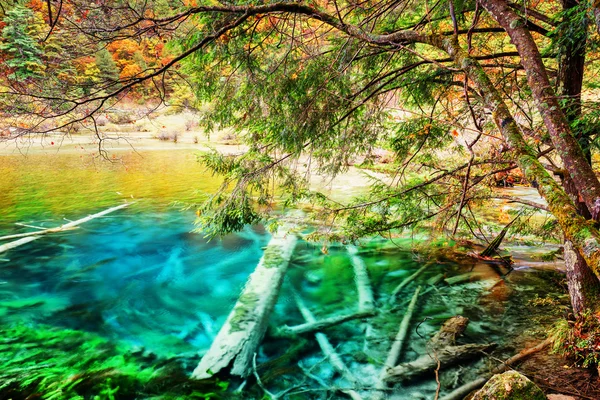 Beautiful azure lake with submerged tree trunks among fall woods