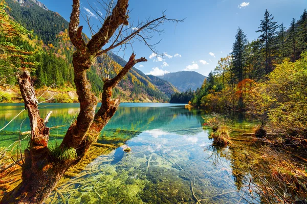 Amazing view of the Arrow Bamboo Lake among colorful fall woods
