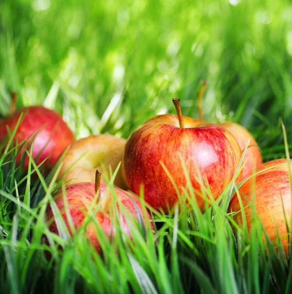 Juicy fresh red apples on green grass