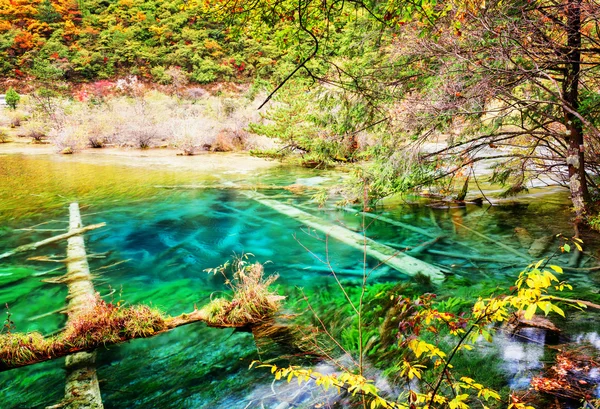 Beautiful azure lake with submerged tree trunks in autumn forest