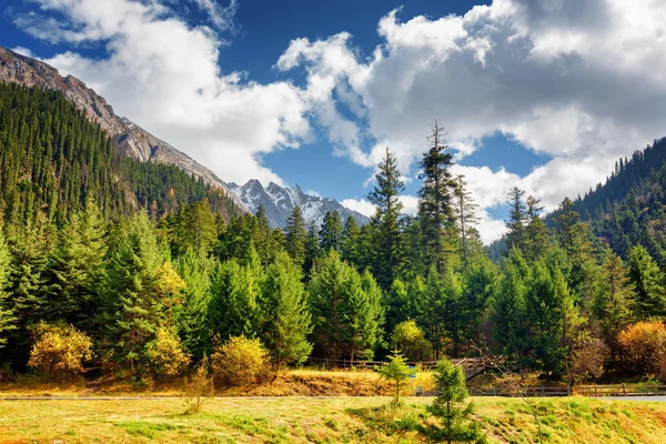 Scenic view of primeval forest among snow-capped mountains