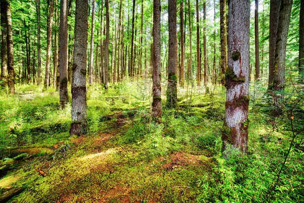 Rays of sunlight through tall trees of evergreen primeval forest