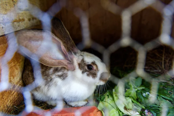 Rabbit close up