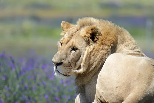 African male lion with flower background