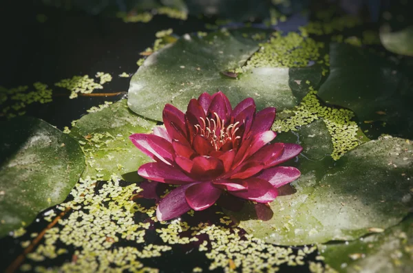 Red Water Lily Flower