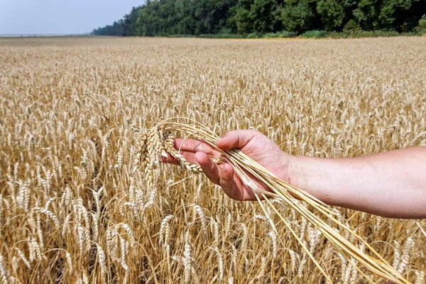 Hand holding the ripe wheat ear