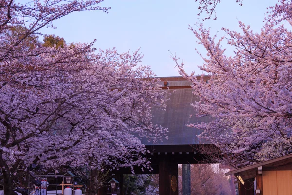 Cherry blossoms in Tokyo, Japan