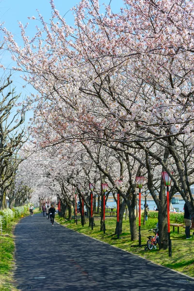 Cherry blossoms, Shinanogawa Yasuragi Tsutsumi Park