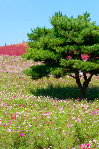 Autumn in Hitachi Seaside Park