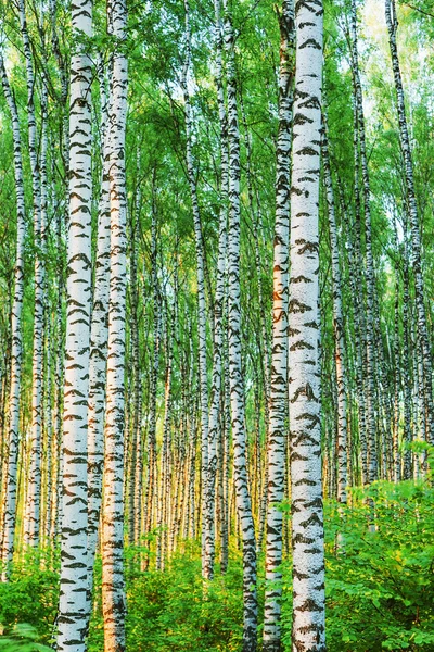Birch forest  in the morning