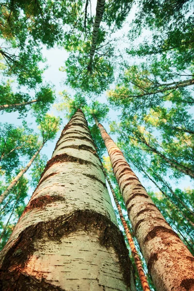 Birch forest   in the morning