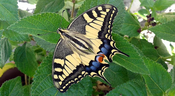 A Beautiful Eastern Tiger Swallowtail Butterfly
