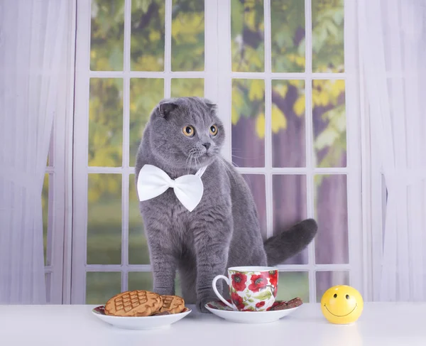 Scottish Fold cat business breakfast in a country house