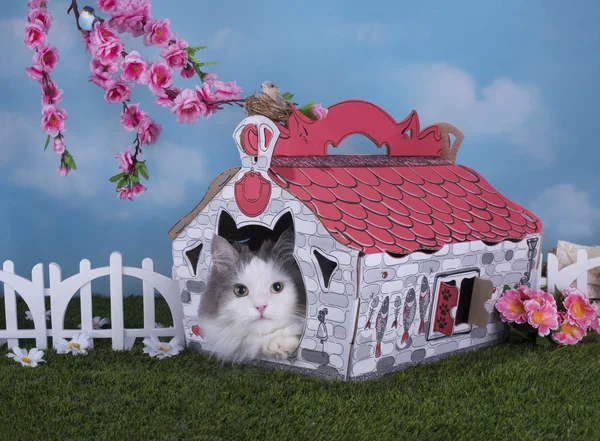 Cat lives in his own house in the village