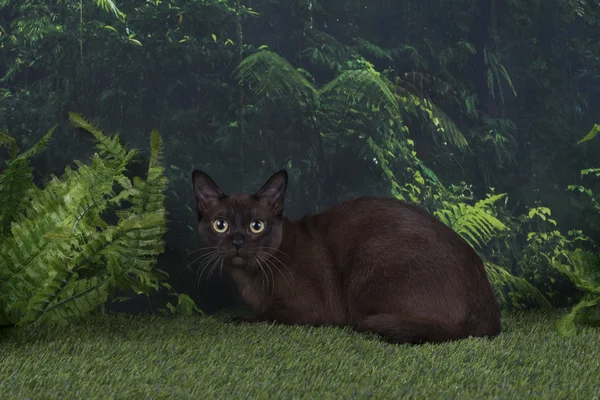 Burmese cat on a background of wild jungle