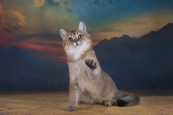 British kitten chinchilla golden color in desert