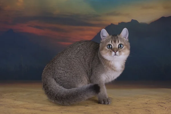 British kitten chinchilla golden color in desert