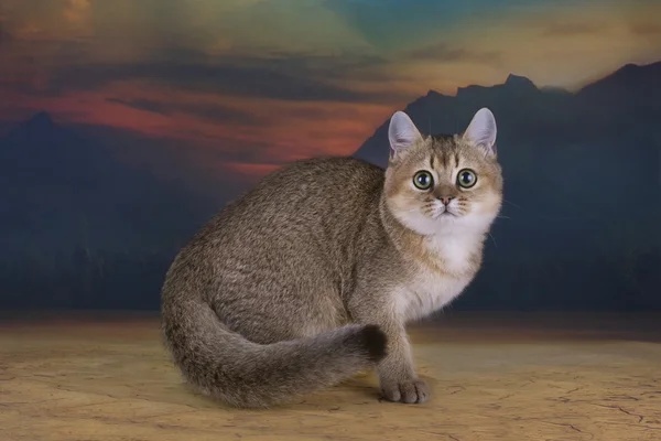 British kitten chinchilla golden color in desert