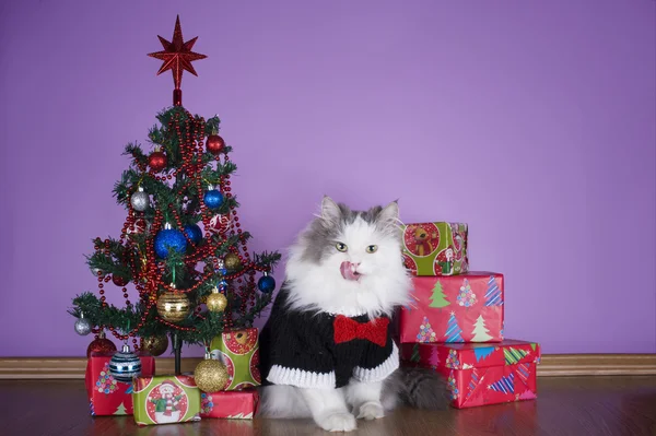 Cat in a knitted sweater with gifts at Christmas tree