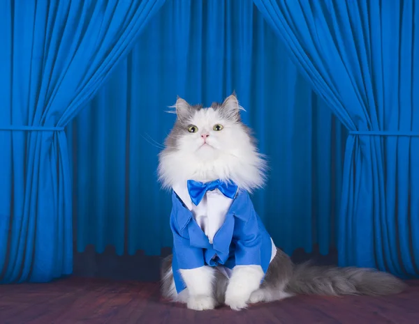 Cat in a dark blue jacket and tie on stage