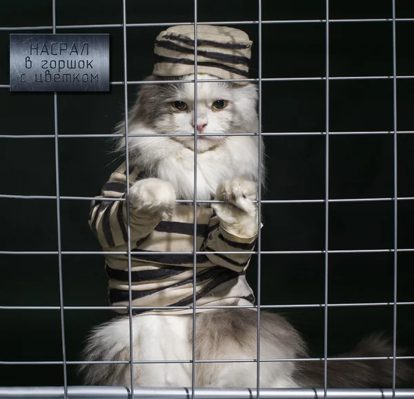 Cat criminal behind bars