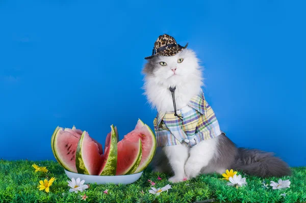 Cat in the hat eating watermelon