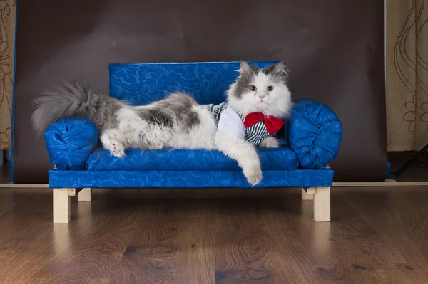 Lazy cat is resting on the couch