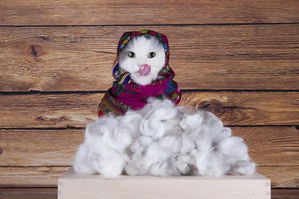 Cat with scarf sells his wool