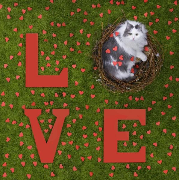 Cat in the nest on the green grass with the words love