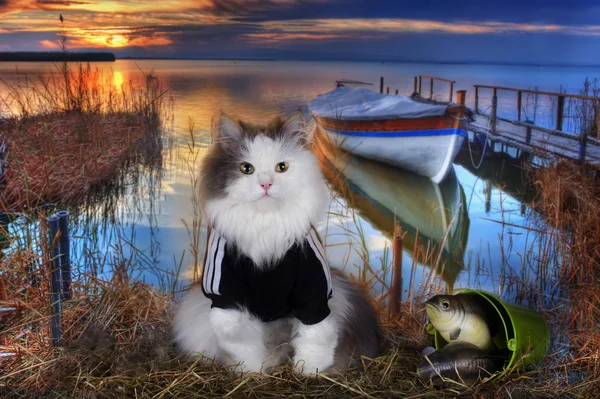 Cat fishes in a pond at sunset