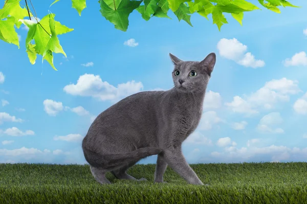 Russian blue cat is walking on the grass