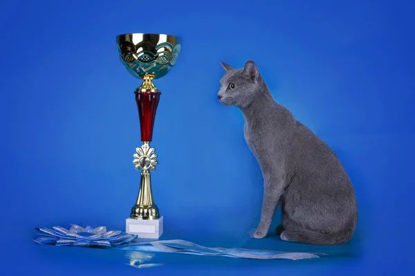 Russian blue cat and her cup champion