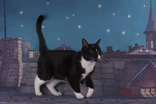 Homeless cat walking on the roof at night - Stock Image - Everypixel Homeless cat walking on the roof at night - Stock Image - Everypixel