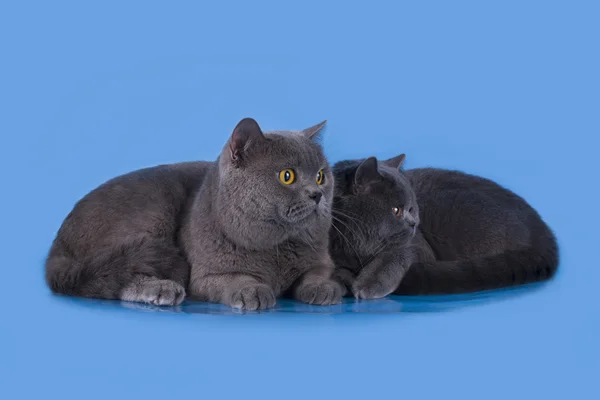 British blue cat on a blue background isolated
