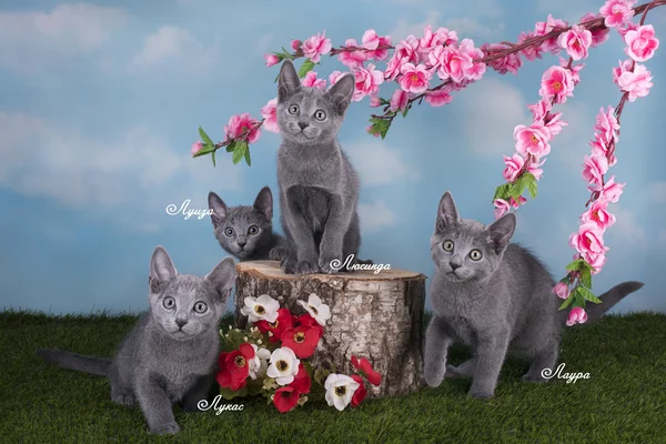 Kittens Russian blue cat playing on the grass in spring day