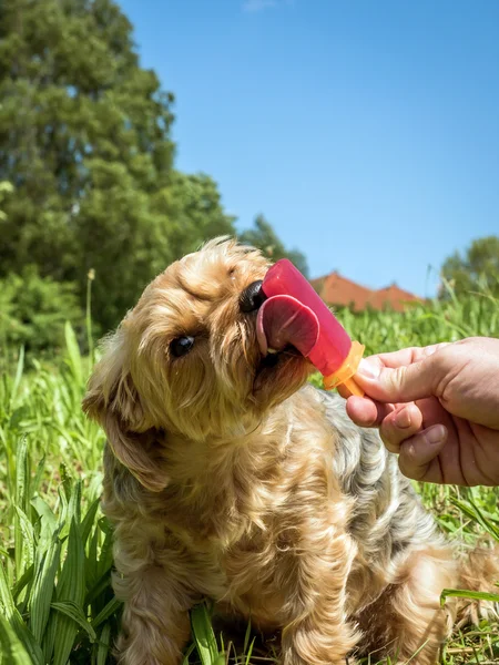 When heat in the summer dog gets ice for refreshment