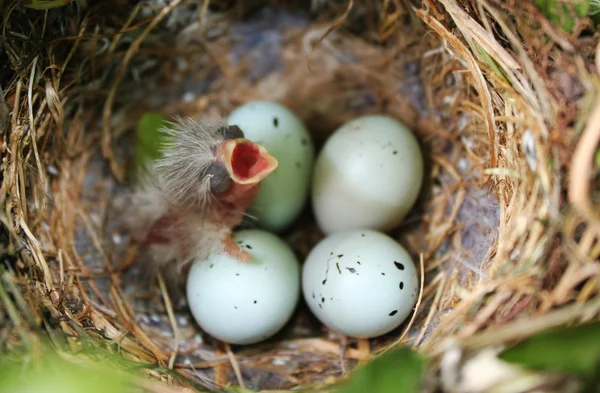 First born baby Red Poll