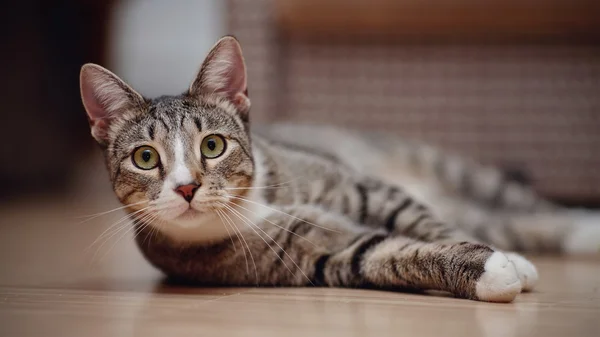 Striped cat with white paws lies