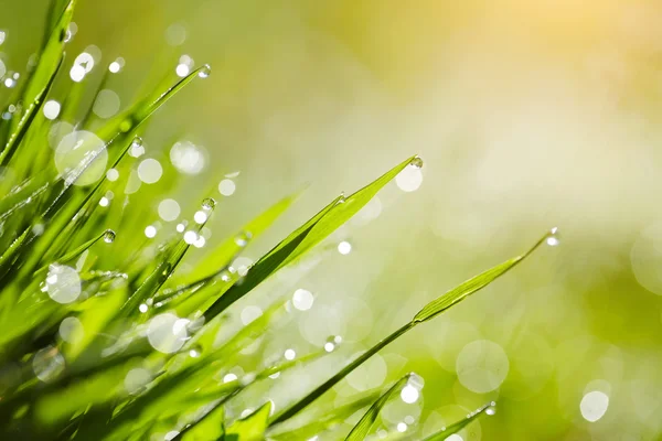 Background with green grass with drops of dew